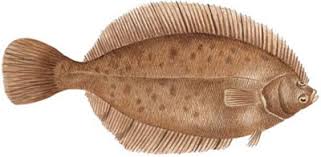 Image result for Pseudopleuronectes americanus