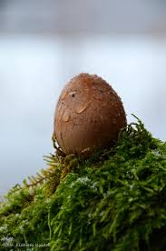 Attēlu rezultāti vaicājumam “Barbilophozia attenuata”