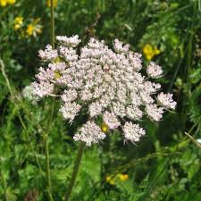 Image result for Daucus carota
