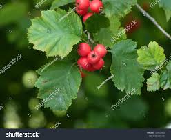 Attēlu rezultāti vaicājumam “Crataegus x macrocarpa fruit”