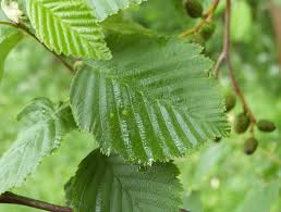 Attēlu rezultāti vaicājumam “Alnus incana leaf”
