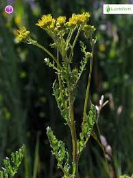 Attēlu rezultāti vaicājumam “Jacobaea vulgaris leaf”