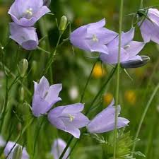 Attēlu rezultāti vaicājumam “Campanula rotundifolia”
