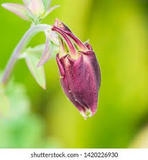 Attēlu rezultāti vaicājumam “Aquilegia vulgaris bud”