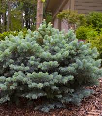 Attēlu rezultāti vaicājumam “Picea pungens”