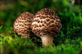 Attēlu rezultāti vaicājumam “Lepiota aspera”