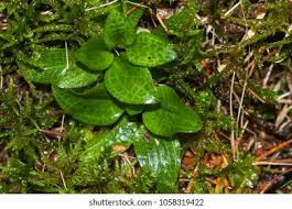 Attēlu rezultāti vaicājumam “Goodyera repens”