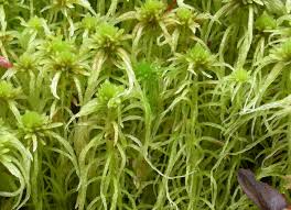 Attēlu rezultāti vaicājumam “Sphagnum fimbriatum”