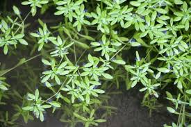 Attēlu rezultāti vaicājumam “Callitriche verna flower”