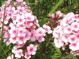 Image result for Phlox paniculata `Bright Eyes`