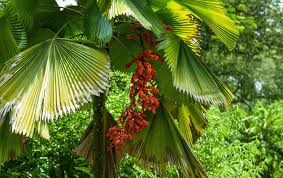 Attēlu rezultāti vaicājumam “Lycogala persicum”