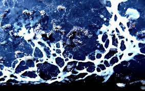 Attēlu rezultāti vaicājumam “Ceratiomyxa fruticulosa spores”