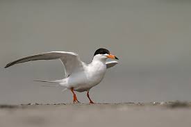 Image result for Sterna forsteri