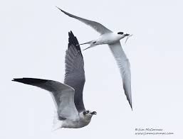 Image result for Sterna forsteri