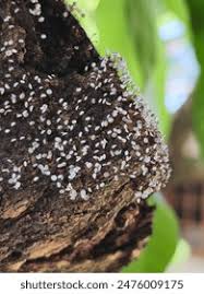 Attēlu rezultāti vaicājumam “Physarum pezizoideum”