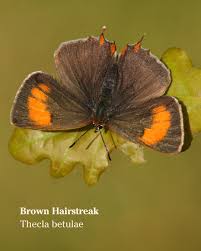 Attēlu rezultāti vaicājumam “Thecla betulae”