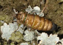 Attēlu rezultāti vaicājumam “Alsophila aescularia”