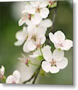 Attēlu rezultāti vaicājumam “Prunus cerasifera var. divaricata”