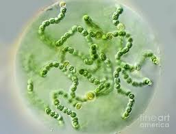 Attēlu rezultāti vaicājumam “Nostoc pruniforme macro”