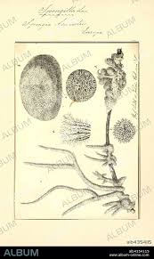 Attēlu rezultāti vaicājumam “Spongilla lacustris”