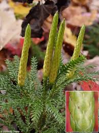 Attēlu rezultāti vaicājumam “Diachea muscorum stalked”