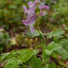 Attēlu rezultāti vaicājumam “Corydalis cava”