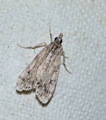 Attēlu rezultāti vaicājumam “Crambus heringiellus”