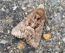 Attēlu rezultāti vaicājumam “Thalpophila matura”