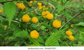 Attēlu rezultāti vaicājumam “Trollius europaeus fruit”