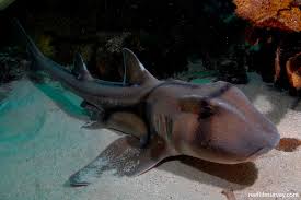 Image result for Heterodontus portusjacksoni