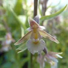 Attēlu rezultāti vaicājumam “Epipactis palustris bud”