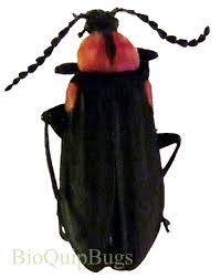 Attēlu rezultāti vaicājumam “Alleculidae”