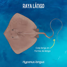 Image result for Hypanus longus