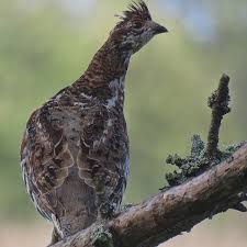 Attēlu rezultāti vaicājumam “Tetrastes bonasia female”