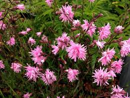 Image result for Lychnis flos-cuculi