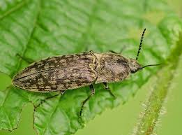 Attēlu rezultāti vaicājumam “Actenicerus sjaelandicus”