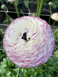 Attēlu rezultāti vaicājumam “Ranunculus elatior flower”