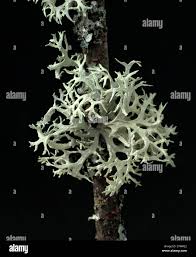 Attēlu rezultāti vaicājumam “Parmelina tiliacea”