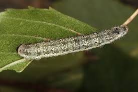 Attēlu rezultāti vaicājumam “Tetheella fluctuosa”