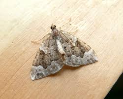 Attēlu rezultāti vaicājumam “Eulithis testata”