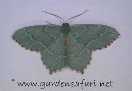 Attēlu rezultāti vaicājumam “Cabera exanthemata female”