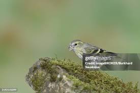 Attēlu rezultāti vaicājumam “Carduelis spinus female”