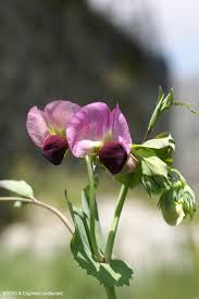 Attēlu rezultāti vaicājumam “Pisum sativum flower”
