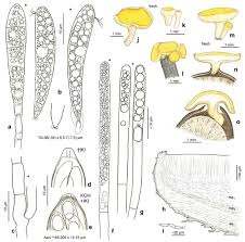 Attēlu rezultāti vaicājumam “Hymenoscyphus sp.”