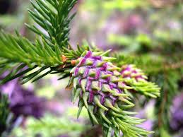 Attēlu rezultāti vaicājumam “Sacchiphantes abietis”