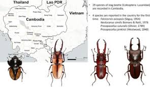 Attēlu rezultāti vaicājumam “Lucanidae”