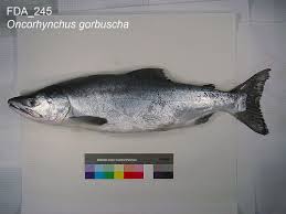 Image result for Oncorhynchus