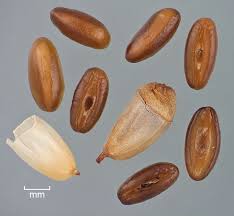 Attēlu rezultāti vaicājumam “Plantago lanceolata fruit”