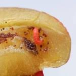 Attēlu rezultāti vaicājumam “Grapholita funebrana larva”