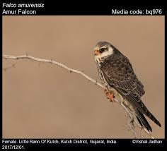 Image result for Falco amurensis